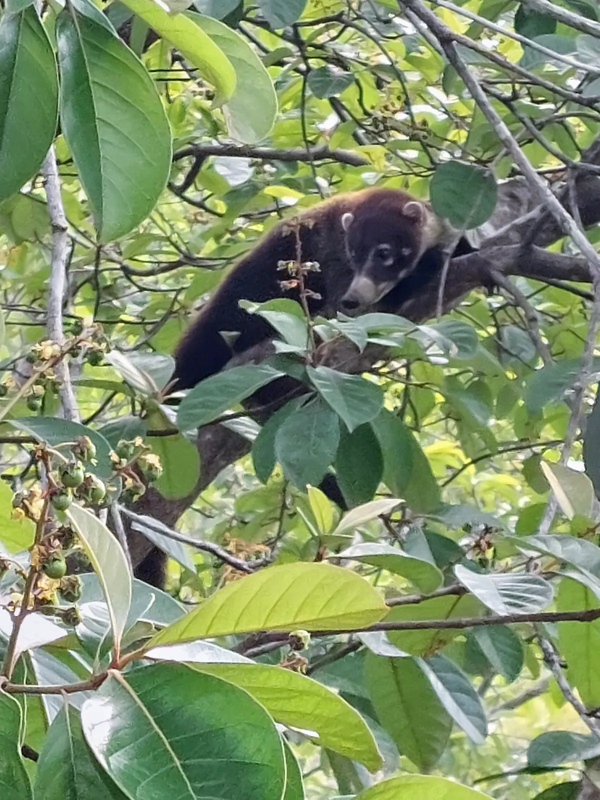 Local wildlife - friendly coati (pisote) visiting the property