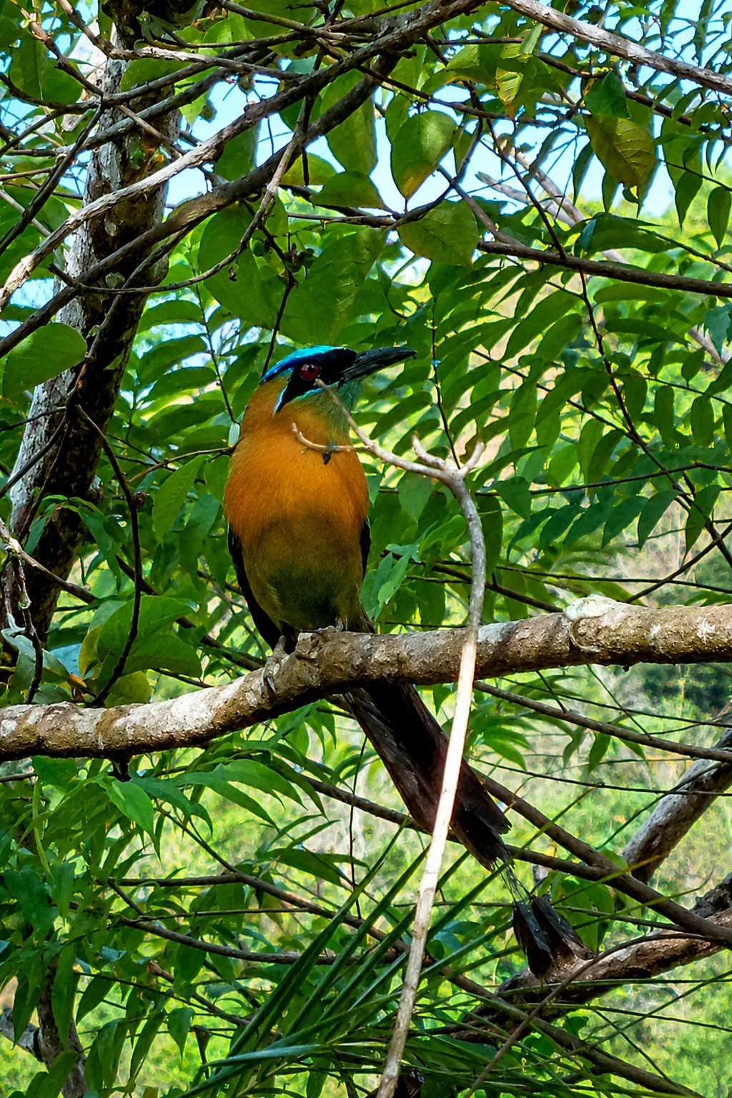 Beautiful motmot bird with distinctive tail feathers spotted near the villa