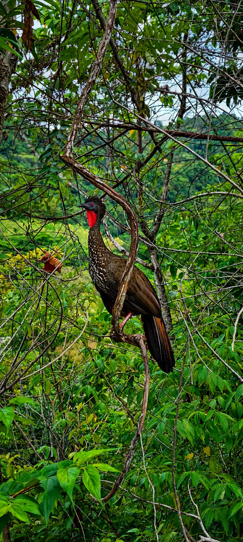 Crested guan (pava) bird perched in the jungle trees around the property