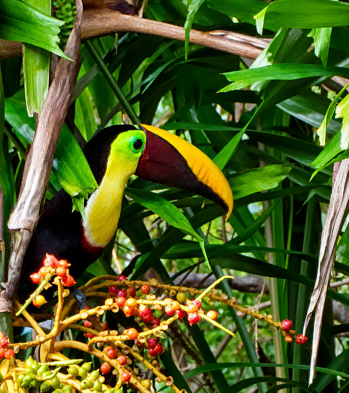 Colorful toucan with vibrant beak visiting the tropical gardens